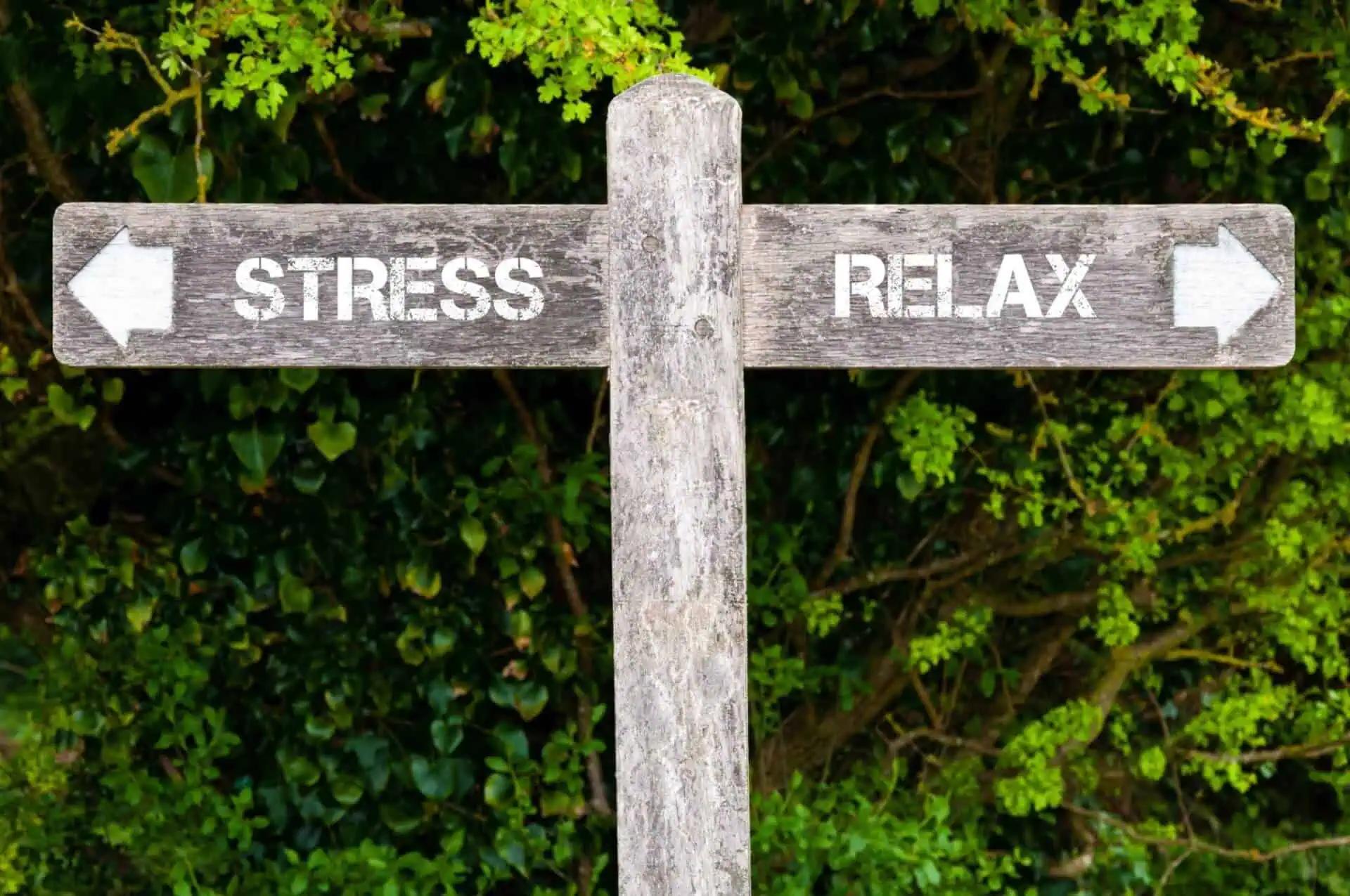 The Relationship Between Stress and the Adrenal Glands