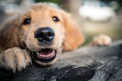 Pet Health