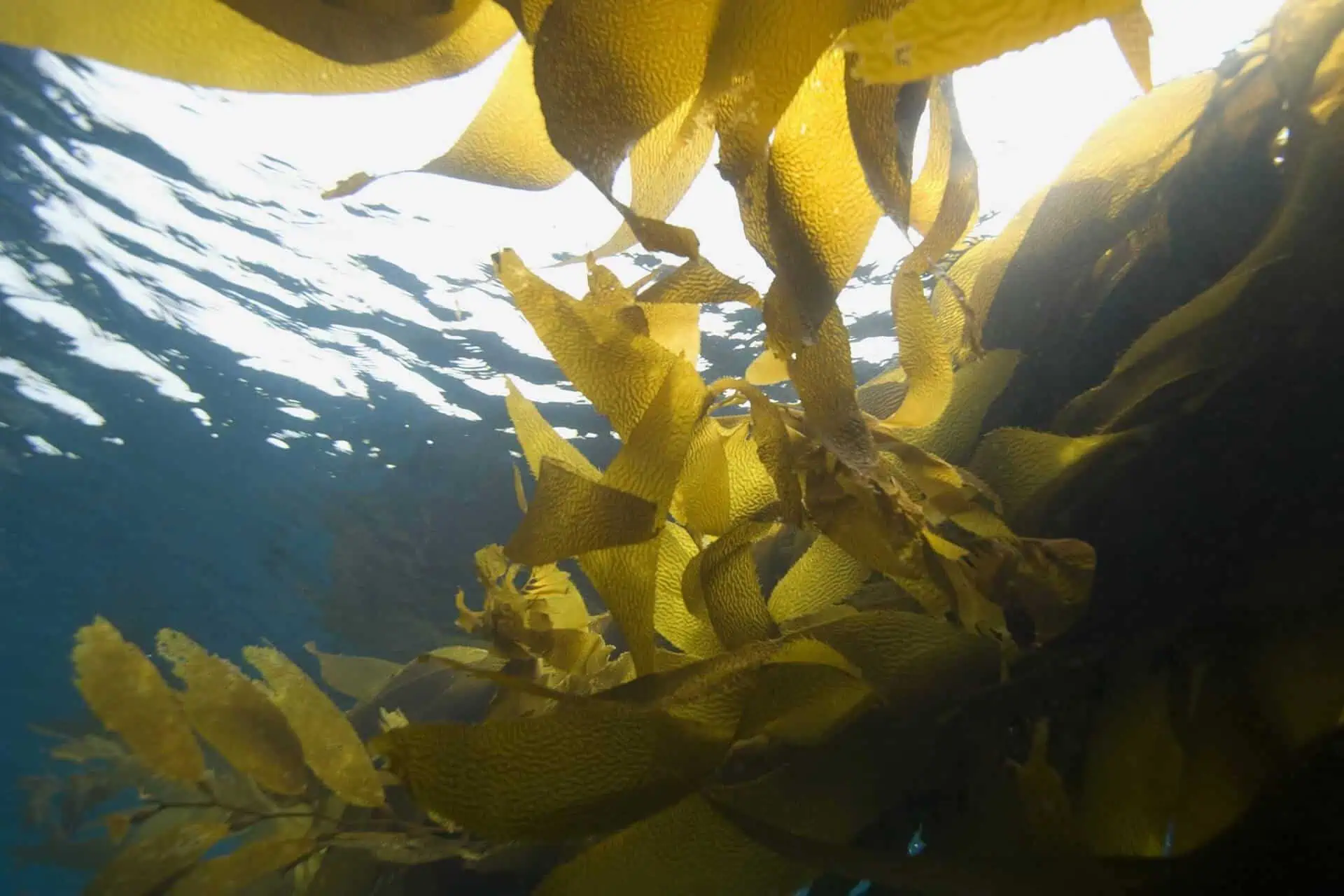 Can Seaweed Make You Less Fat? Exploring the Impact of Seaweed Extracts on Weight Management