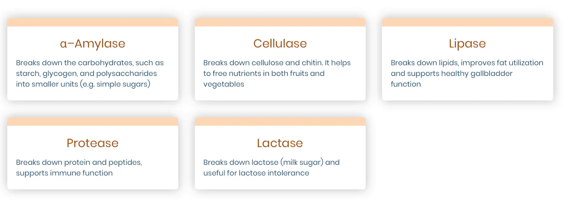 Digestive Enzyme Types