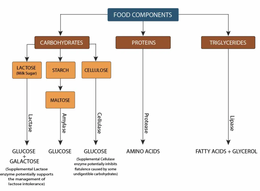 Digestive Enzyme Details