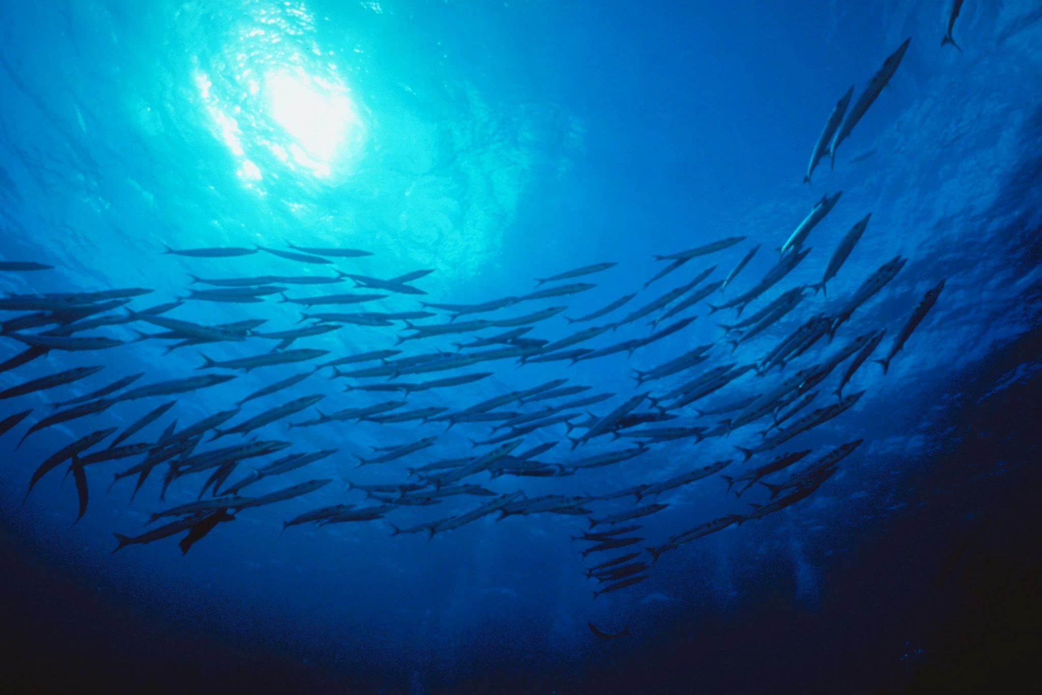 The Power of Natural Fish Oil: The Importance of EPA and DHA