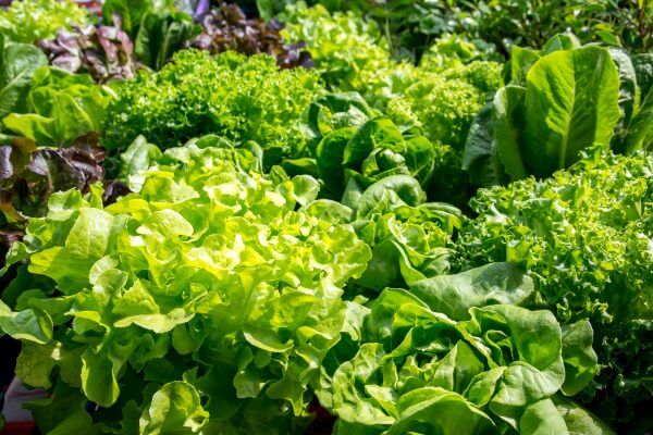 Don’t Like Leafy Greens? The Good Bacteria in Your Gut Do