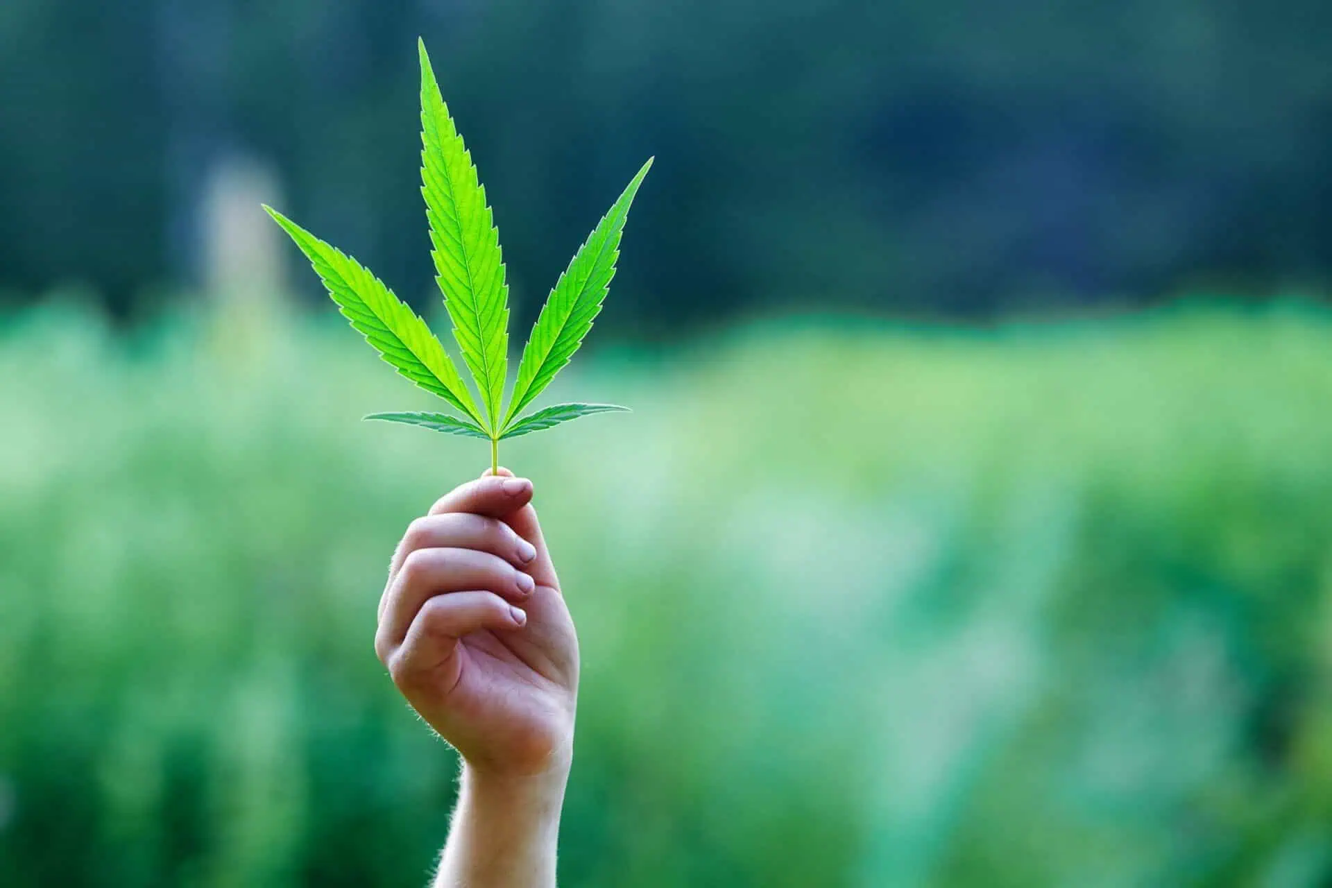 Demystifying CBD Oil Products: Debunking 5 Common Misconceptions