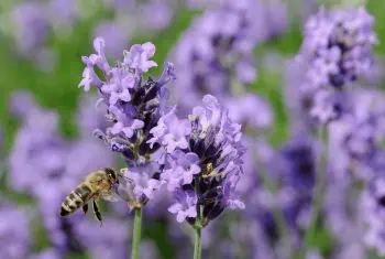 Buy Lavender Oil