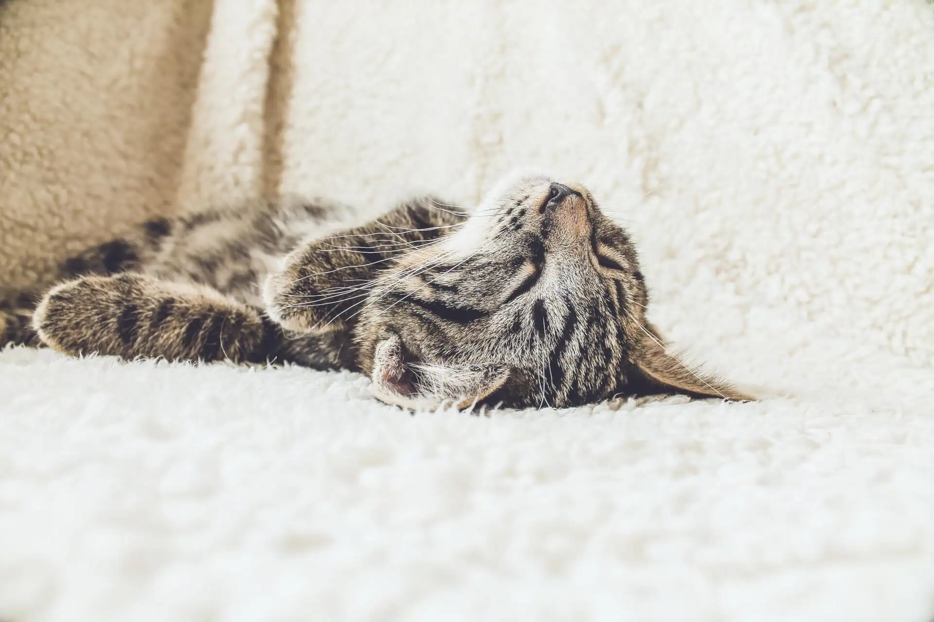 Exhausted? Take This Supplement To Help Boost Your Energy Naturally!