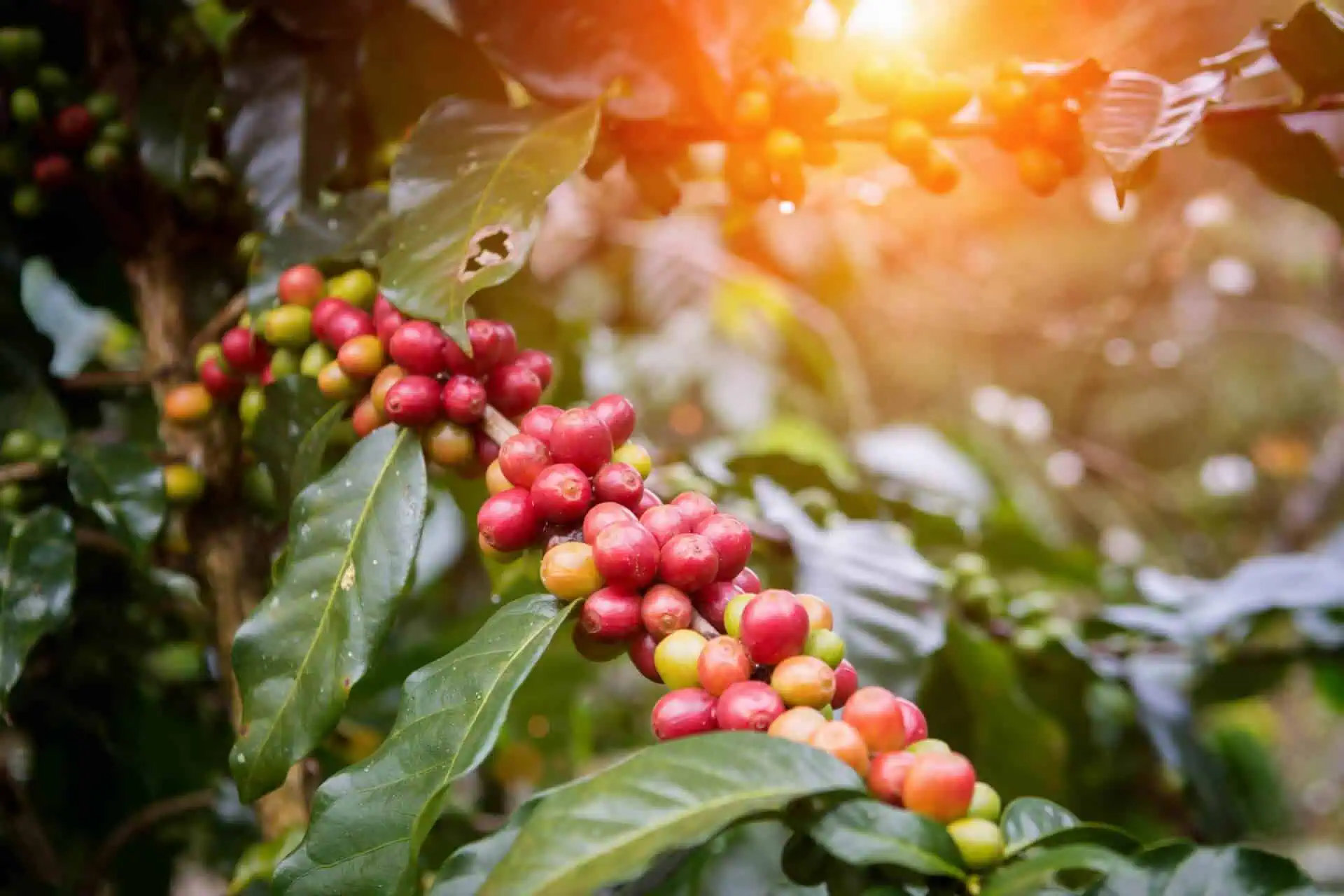 Coffeeberry – A Powerful Ingredient That Packs a Superfood Supercharge
