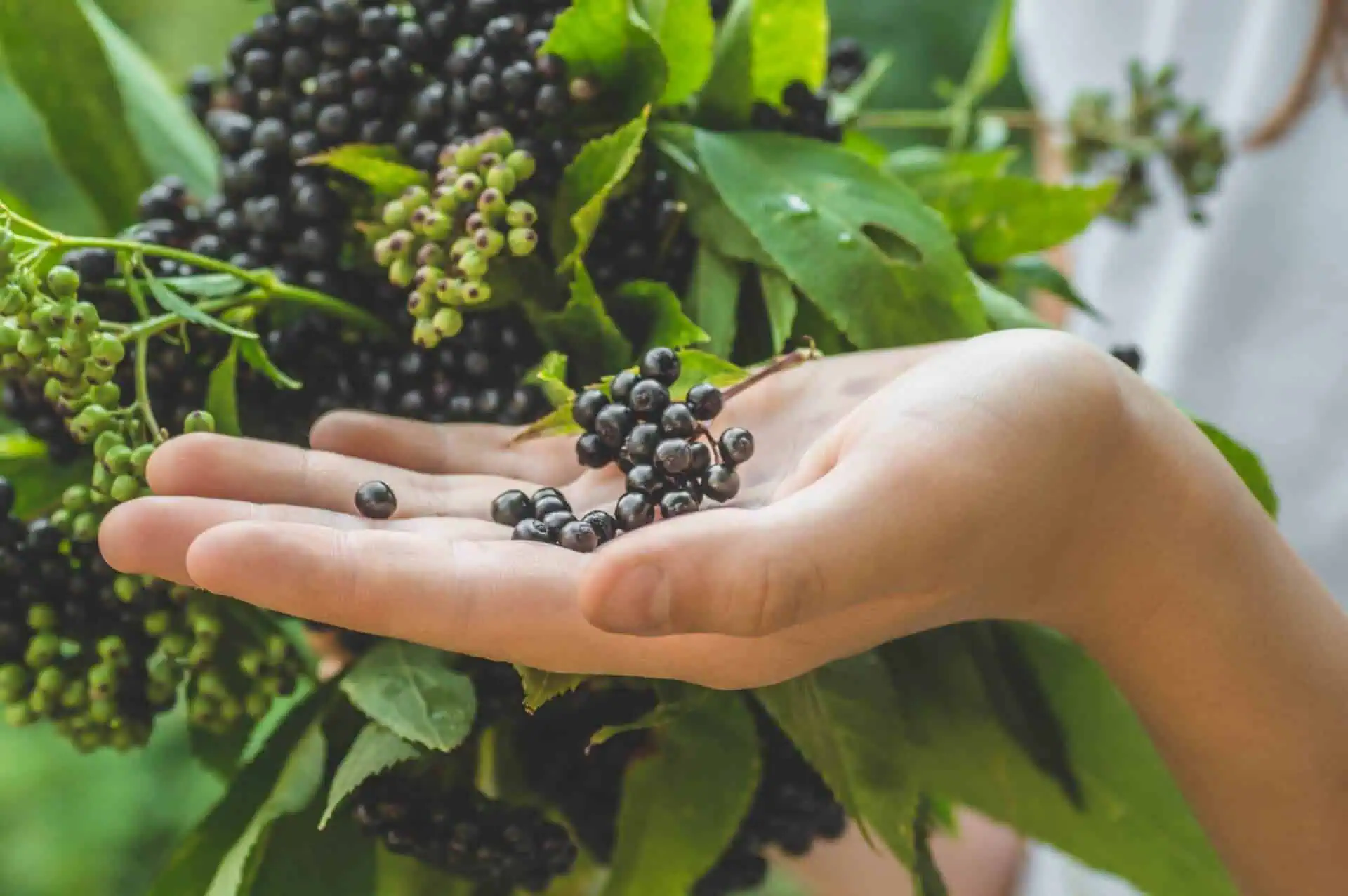 The Powerful Antioxidant Effects Of This Berry