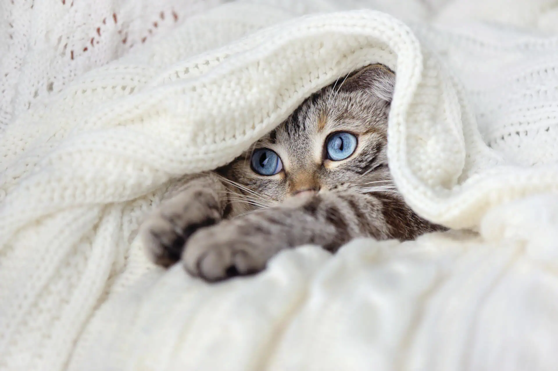 Winter Is Coming… Prepare Your Immune System