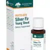 Silver Fir Young Shoot by Genestra