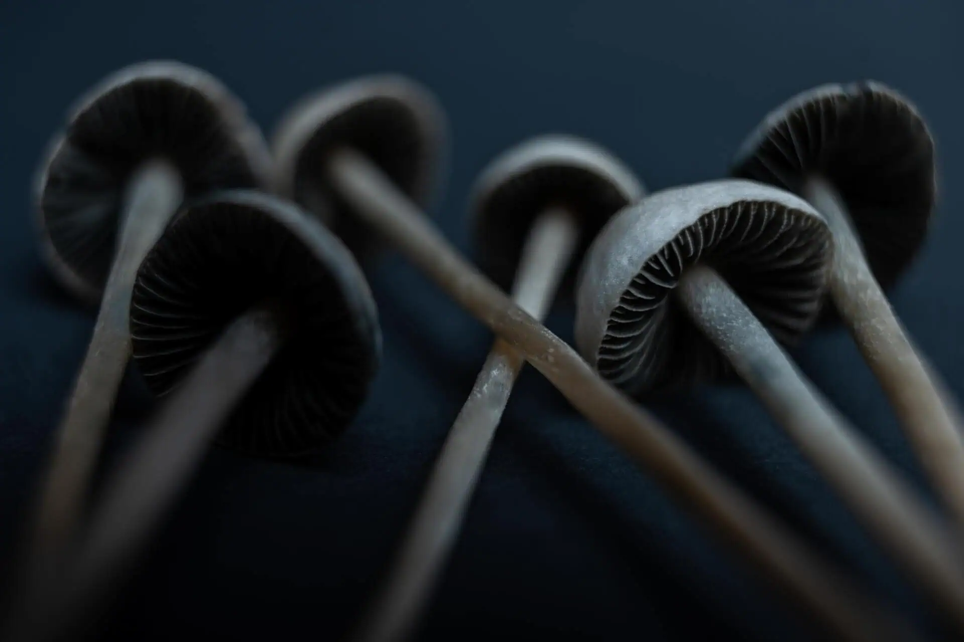 What is an Adaptogen? Exploring the Benefits of this Natural Remedy