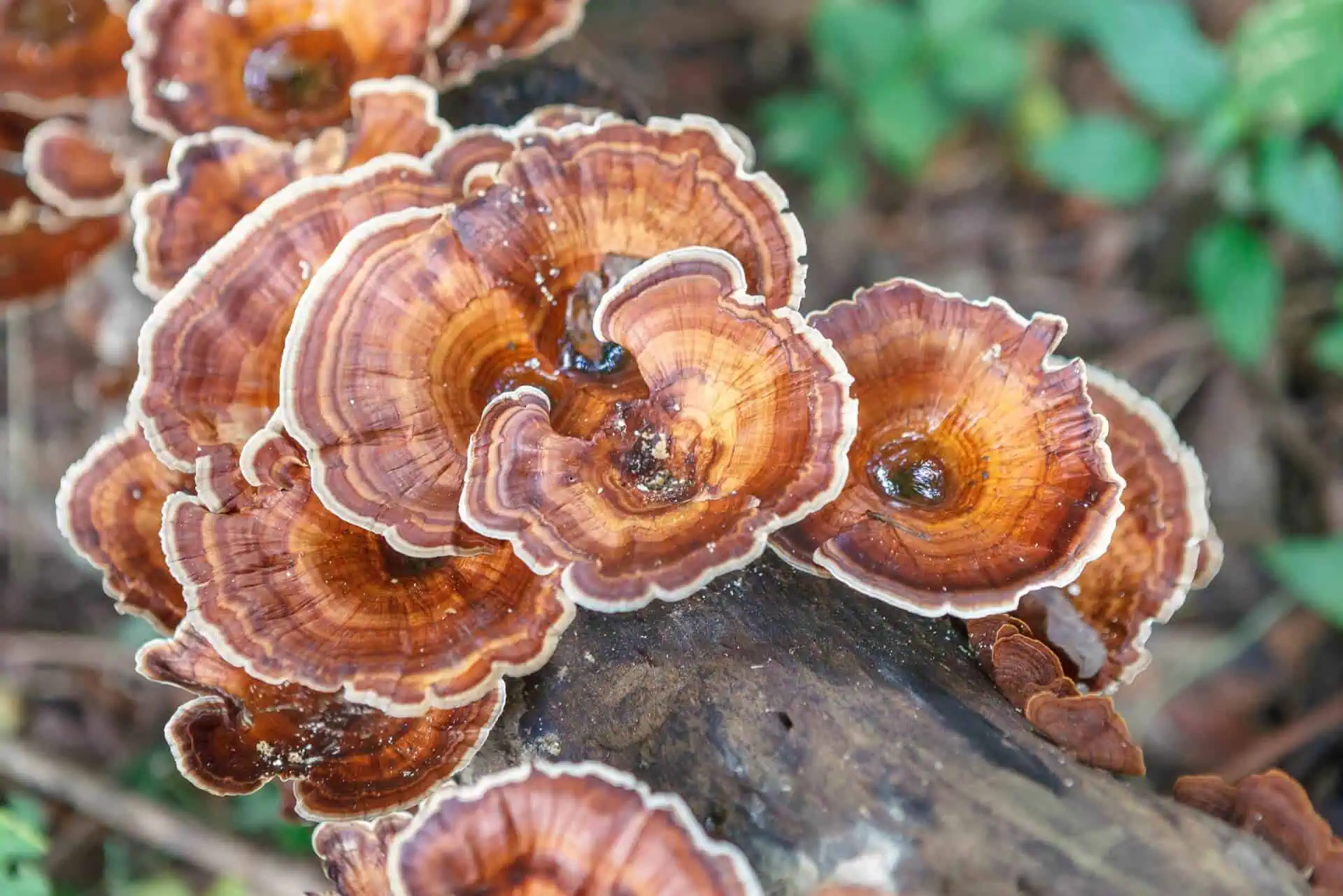 Reishi Mushroom: A Natural Remedy for Calming Effects Backed by Science