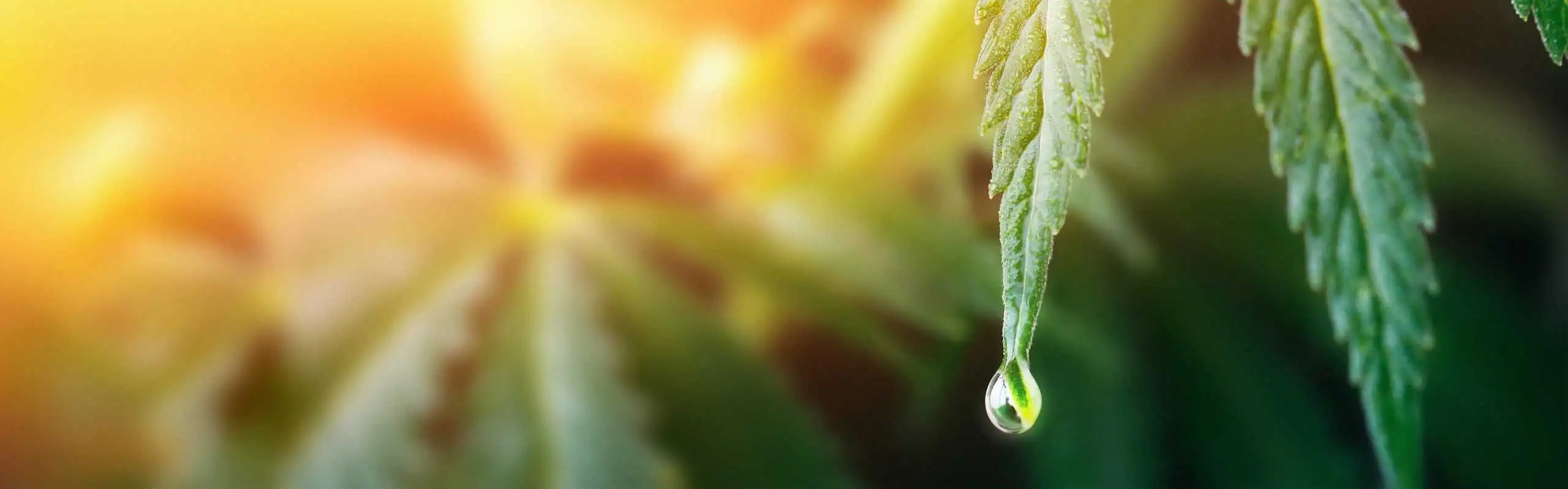 The Benefits of Botanical Extract