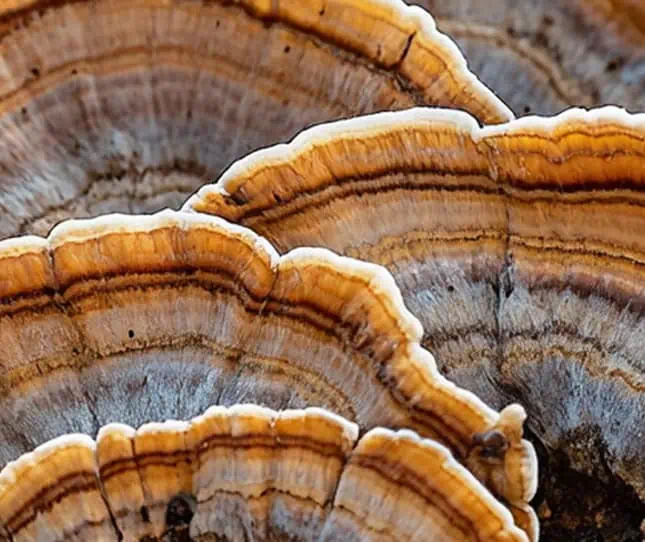 Mushrooms